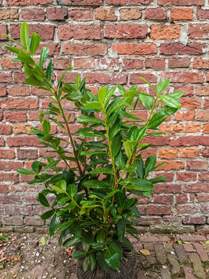 Kluitplant 80-100 cm, extra stevige kluit
