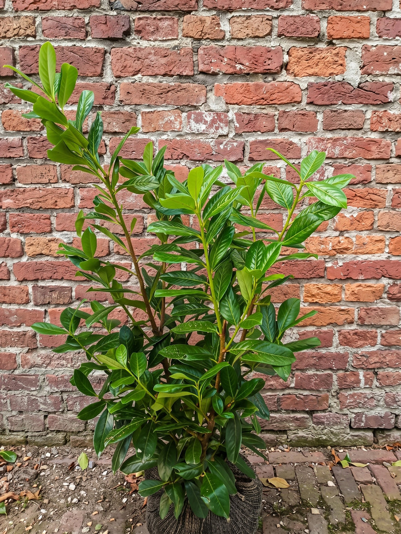 Groenblijvende Laurier - Prunus laurocerasus 'Novita'