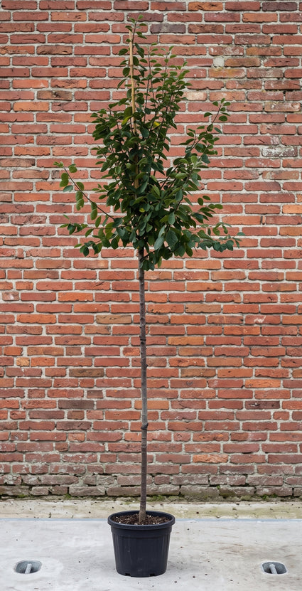 hoogstam pruimenboom prunus opal