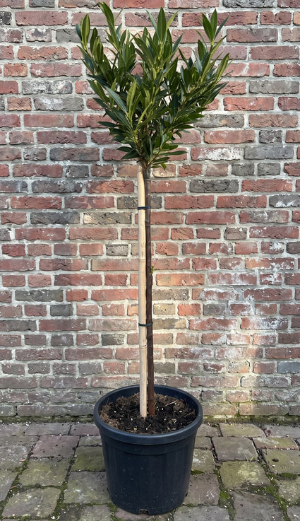 Bol laurier (Halfstam) - Prunus laurocerasus 'Otto Luyken'