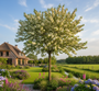 Gewone vogelkers - Prunus padus op hoge stam