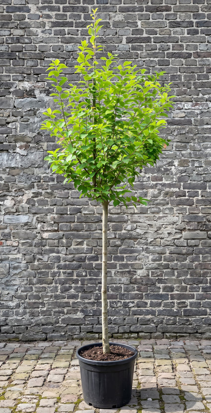 Gewone vogelkers (Hoogstam) - Prunus padus