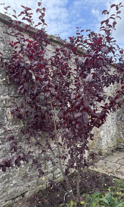 Kerspruim - Prunus cerasifera 'Pissardii'