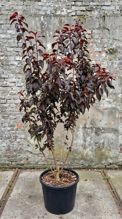 Japanse sierkers (Roze, Meerstammig) - Prunus serrulata 'Royal Burgundy'