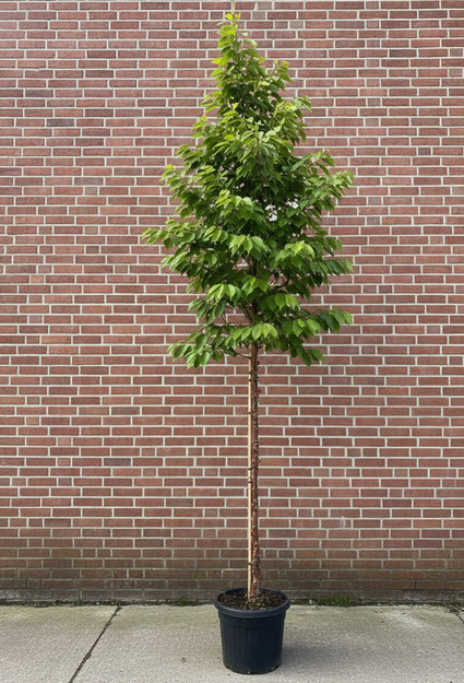 Tibetaanse sierkers hoogstam boom - Prunus serrula