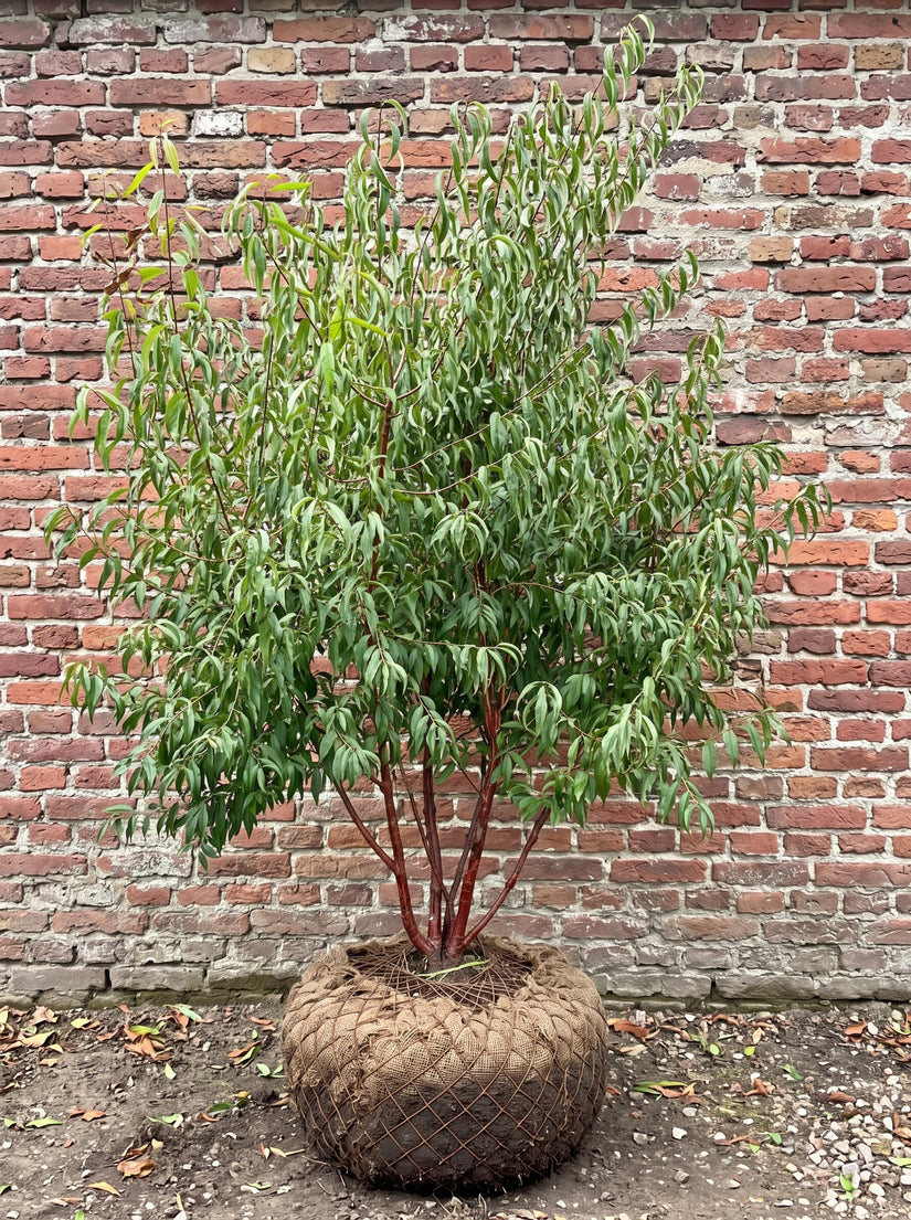 Tibetaanse sierkers (Meerstammig) - Prunus serrula