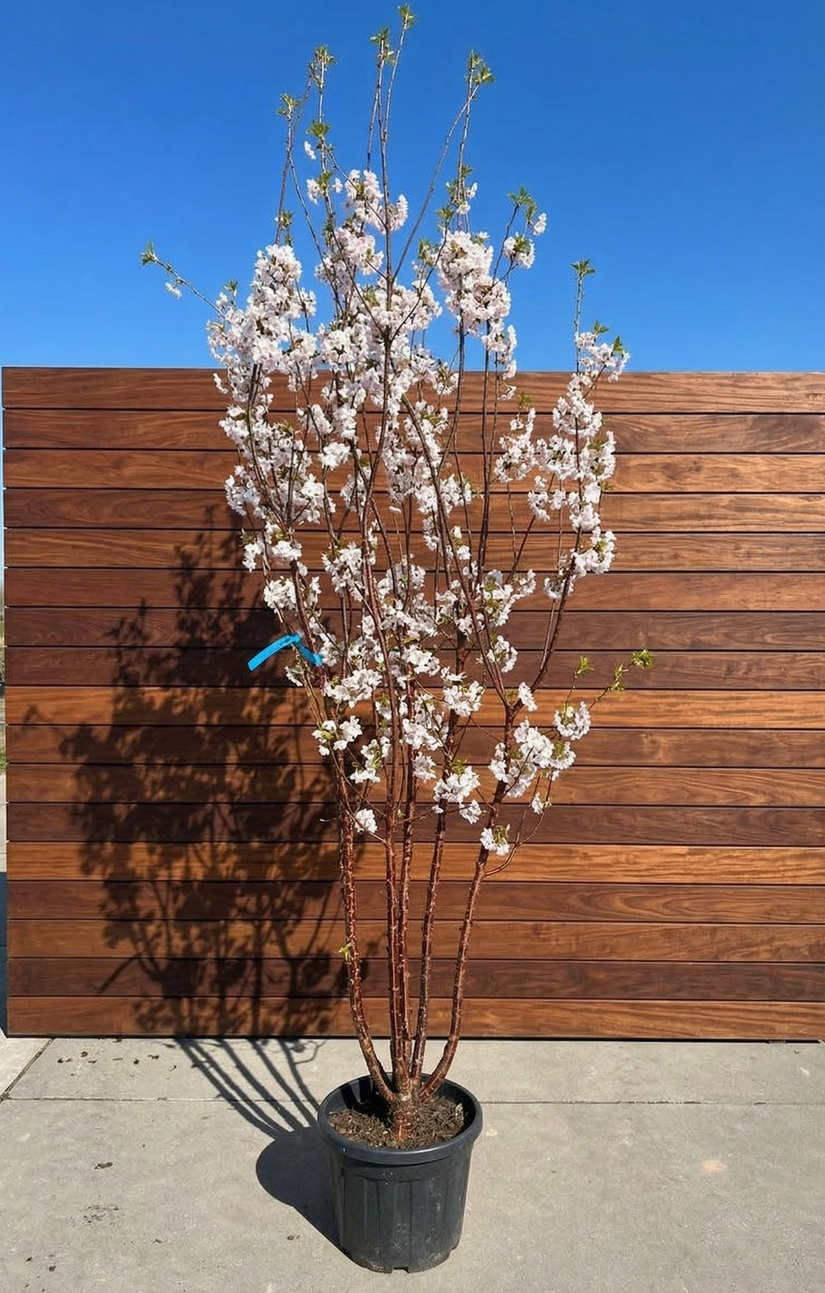 Tibetaanse sierkers - Prunus serrula