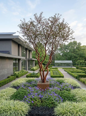 C35 meerstammig 250-300 cm