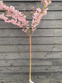 Japanse sierkers - Prunus 'Accolade' 120 cm - halfstam