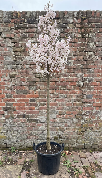 Sierkers (Hoogstam) - Prunus 'Spire'