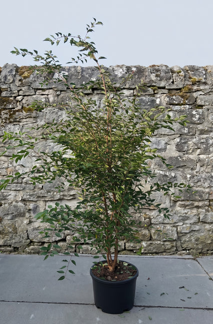 Sierkers (wit/lichtroze) - Prunus 'The Bride'