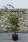 Sierkers (wit/lichtroze) - Prunus 'The Bride'