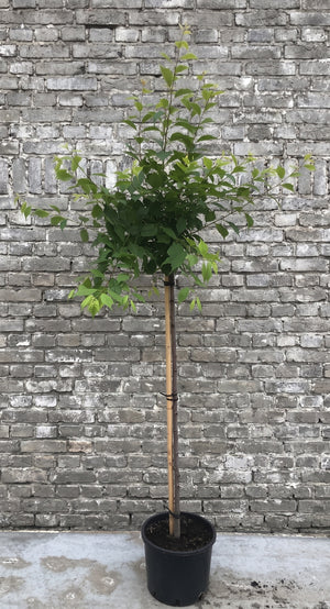 - Halfstam 120 cm