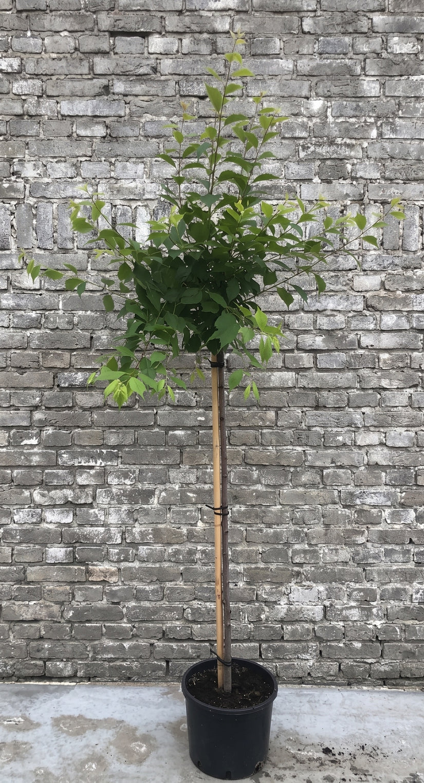 Amandelboompje op stam  - Prunus Triloba