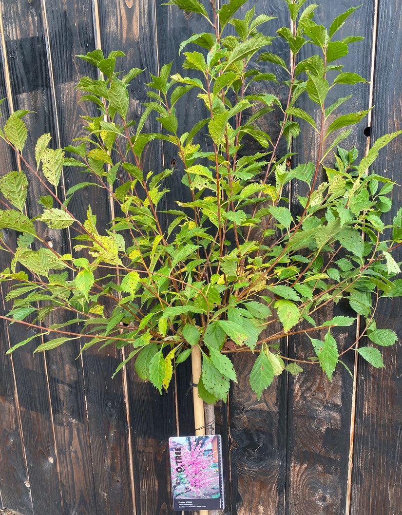 Amandelboompje op stam  - Prunus Triloba