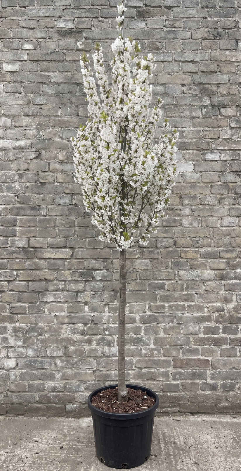 Japanse sierkers (Wit) - Prunus 'Umineko' Hoogstam boom