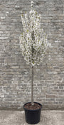 Japanse sierkers (Wit) - Prunus 'Umineko' Hoogstam boom
