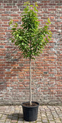 hoogstammige prunus yedoensis stamomtrek 10-12 cm