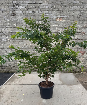 C45 pot - 200/250 cm
