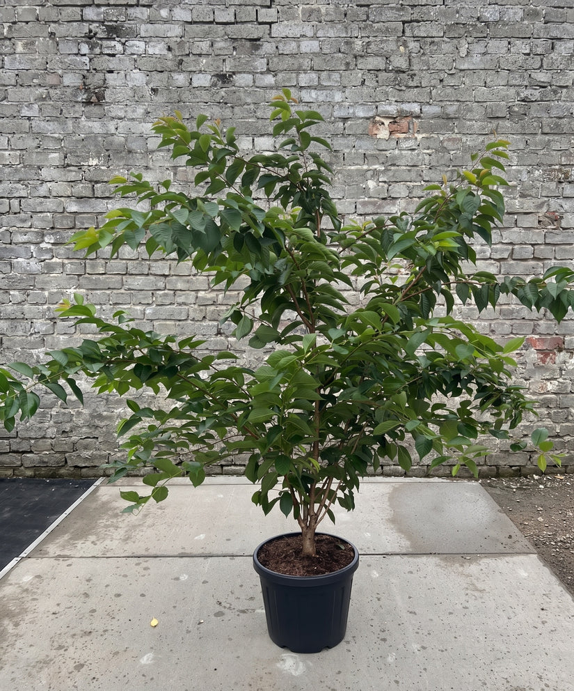 Japanse sierkers (Wit) - Prunus x yedoensis