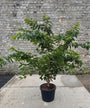 Japanse sierkers (Wit) - Prunus x yedoensis