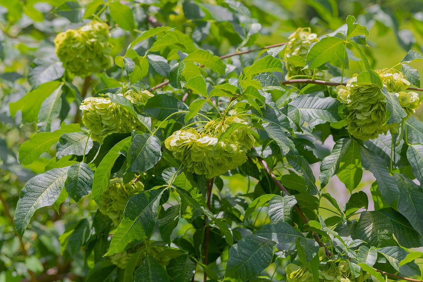 Lederboom - Ptelea trifoliata