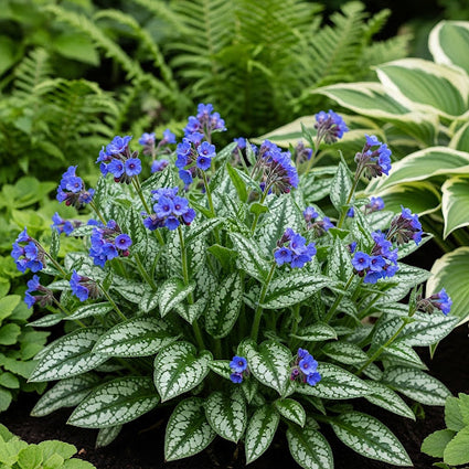 Longkruid - Pulmonaria longifolia 'E.B. Anderson'
