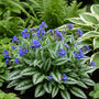 Longkruid - Pulmonaria longifolia 'E.B. Anderson'