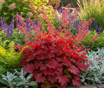 Purperklokje - Heuchera 'Leuchtkäfer'