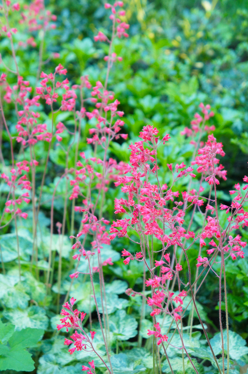 Purperklokje (Groen blad) - Heuchera sanguinea 'Splendens'