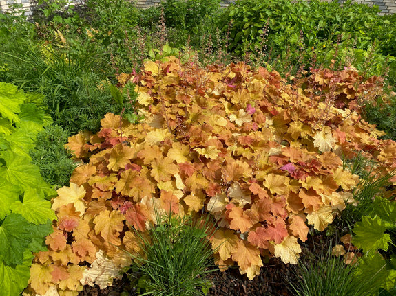 Purperklokje (Brons/Oranje) - Heuchera 'Caramel'
