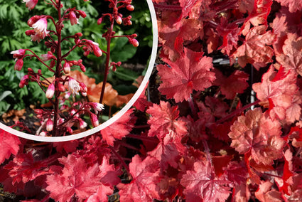 Purperklokje (Roze/Rood blad) - Heuchera 'Fire chief'