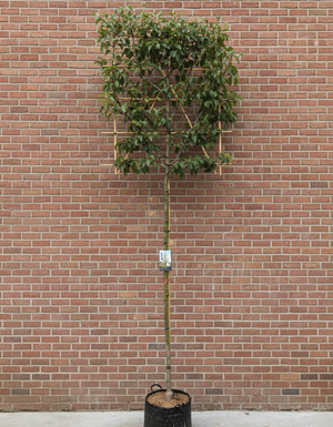 Leiboom Sierpeer 180 cm stam + rek 140 hoog x 120 breed