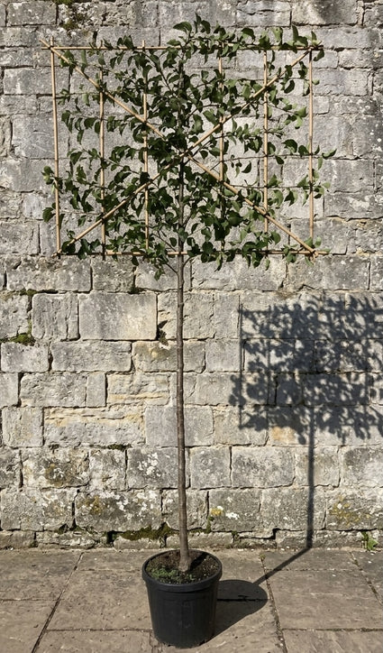 Lei sierpeer - Pyrus Calleryana 'Chanticleer'