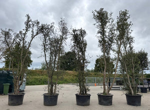 C170 pot - Meerstammig 450-500 cm