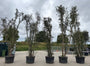 Meerstammige Steeneik - Quercus ilex