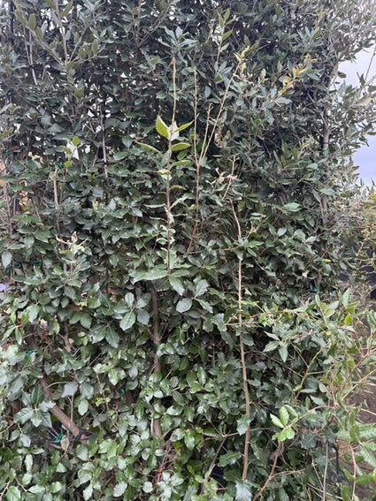 Kant en klaar haag Steeneik Quercus Ilex - 200 cm hoog x 120 cm breed - aanbieding!