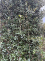 Kant en klaar haag Steeneik Quercus Ilex - 200 cm hoog x 120 cm breed - aanbieding!