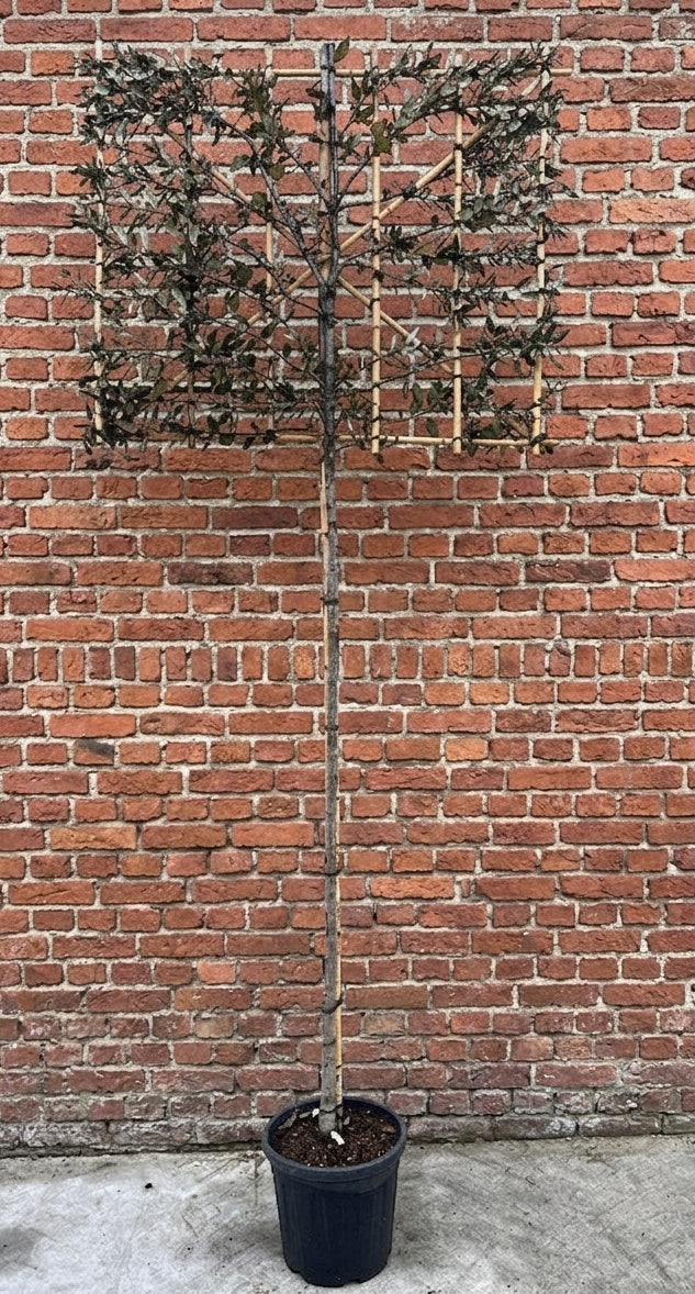 Quercus ilex stamhoogte 180 cm met bamboe rek 120x100 cm (breedte x hoogte)