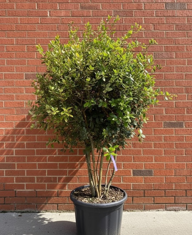 Meerstammige Steeneik - Quercus ilex