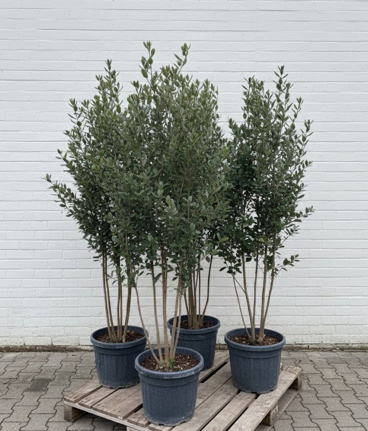 Meerstammige Steeneik - Quercus ilex