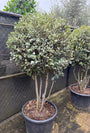 Meerstammige Steeneik - Quercus ilex