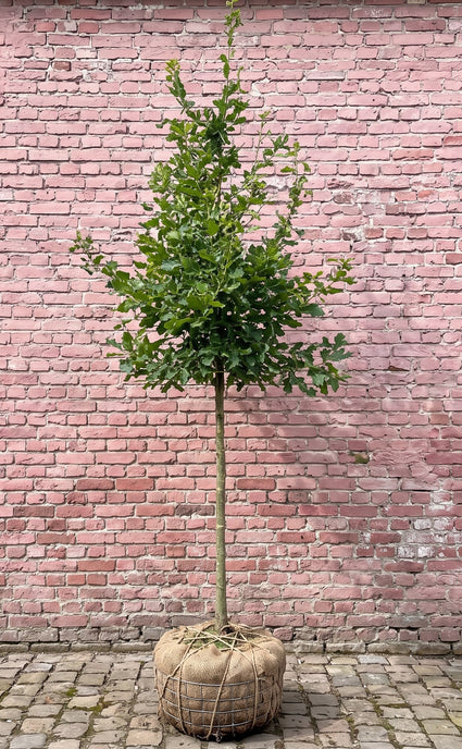 Zomereik (Hoogstam) - Quercus robur