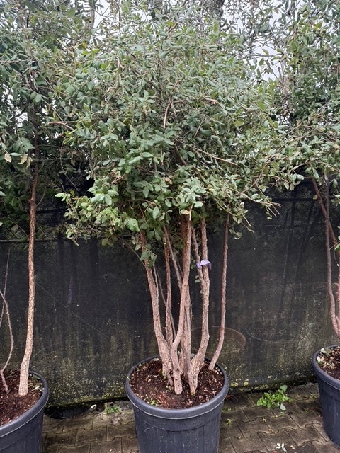 quercus suber meerstammig 200-250 cm 