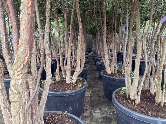 detail bast kurkeik quercus suber meerstammig c65 pot 175-200 cm