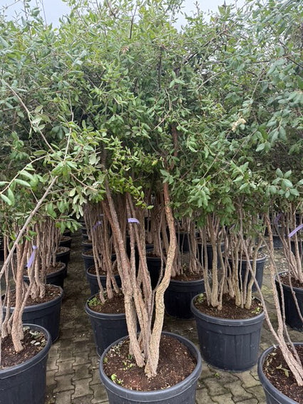 Kurkeik quercus suber meerstammig c65 pot 175-200 cm