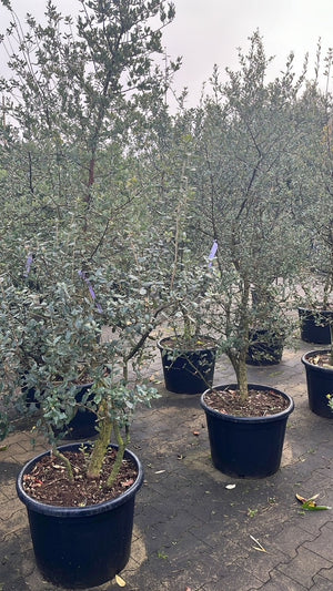 Solitaire, meerstammig, aanbieding!