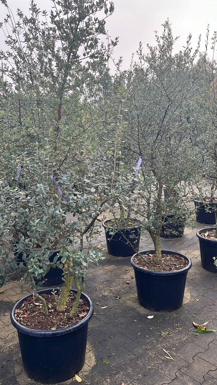 Kurkeik - Quercus Suber - Meerstammig