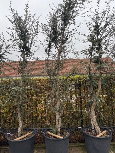 Kurkeik - Quercus Suber - Meerstammig