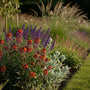 Steenraket - Erysimum 'Red Jep'